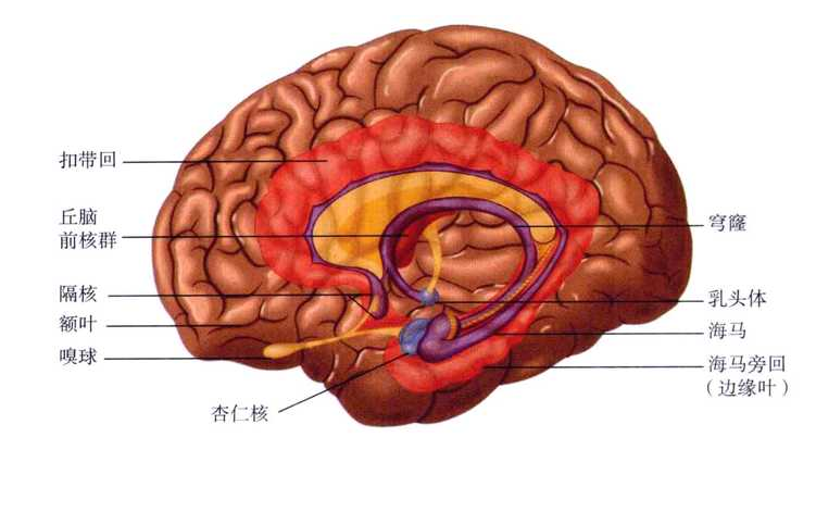 河南商丘儿童心理健康测试仪厂家介绍学龄前的小朋友记忆力为什么这么差?